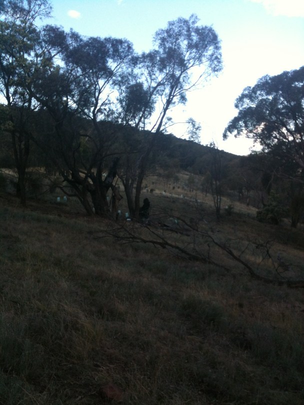 replanting trees