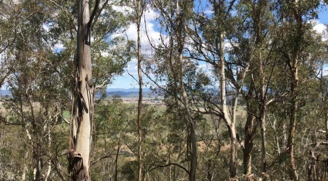 Mt Cowangerong and Mt Gillamatong 20th Feb 2021